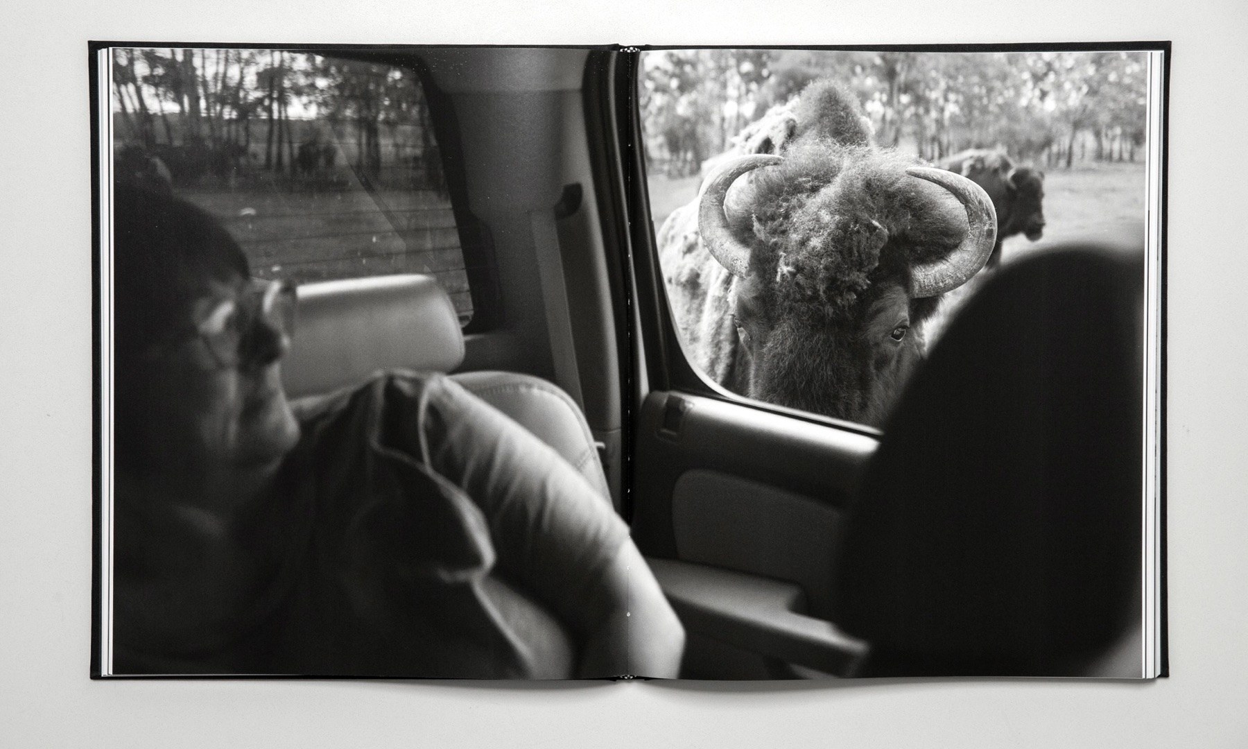 Black and white spread: a passenger in a car and a bison looking in through the window